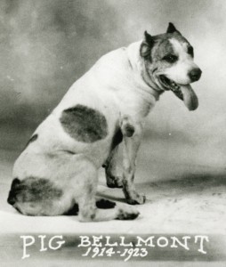 Pig Bellmont portrait