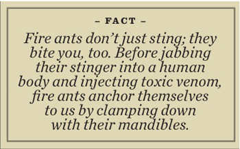 Ant Fact