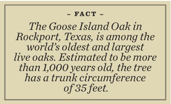 Oak Fact