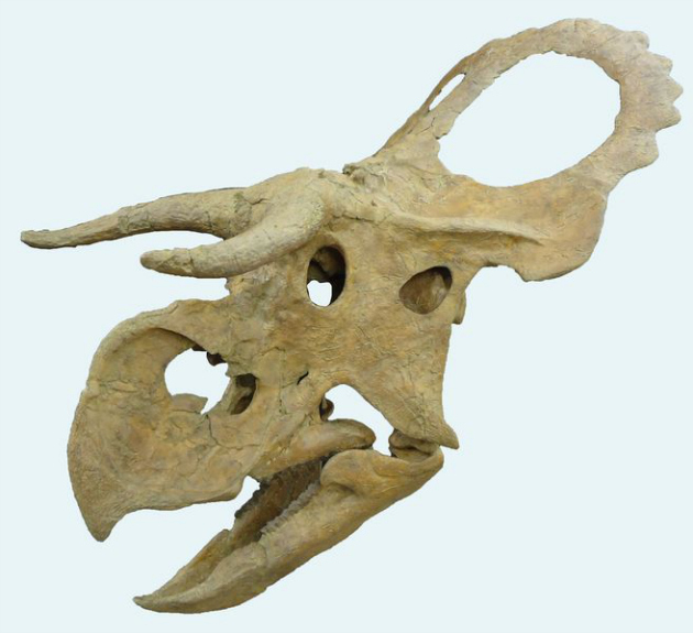 Paleontologists Discover “Texas Longhorn” Dinosaur