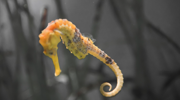 Small But Mighty: UT Researchers Discover Seahorse's Secret Weapon | The  Alcalde