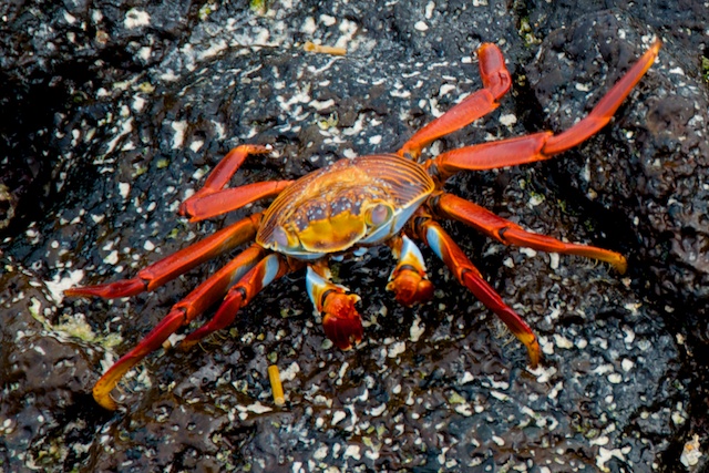 4. Galapagos crabs