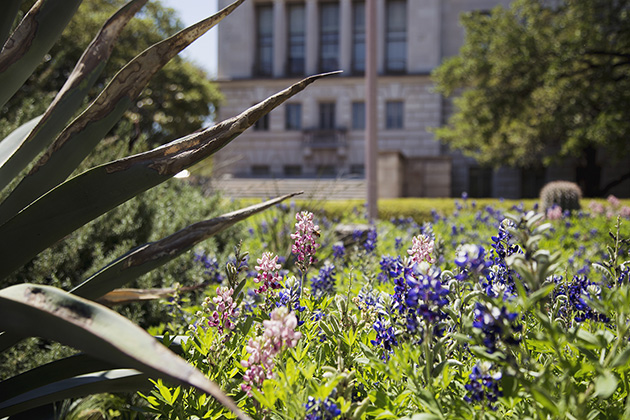 The Saga of the Maroon Bluebonnet Continues