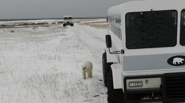 Polar Bear Travel 1