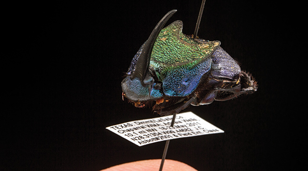 Insect specimens preserved in museums are not just pretty objects. The associated information on the label provide a concrete record of where and when that insect lived, priceless data for monitoring the occurence of species across changing landscapes. This is a male Phaeneus dung beetle. Public domain image by Alex Wild, produced by the University of Texas "Insects Unlocked" program.