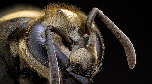 Portrait of a Mexican Honey Wasp. San Antonio, Texas, USA