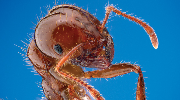 Portrait of a red imported fire ant, Solenopsis invicta. This species arrived to the southeastern United States from South America in the 1930s. Specimen from Brackenridge Field Laboratory, Austin, Texas, USA. Public domain image by Alex Wild, produced by the University of Texas "Insects Unlocked" program.