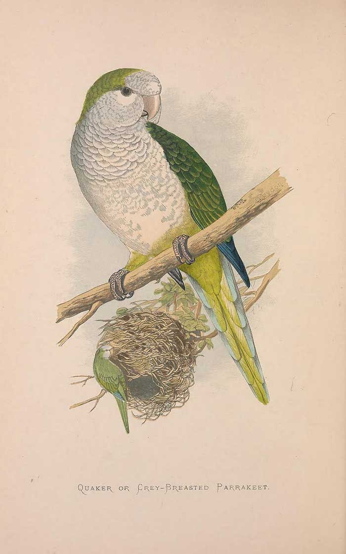 Parakeet Illustration