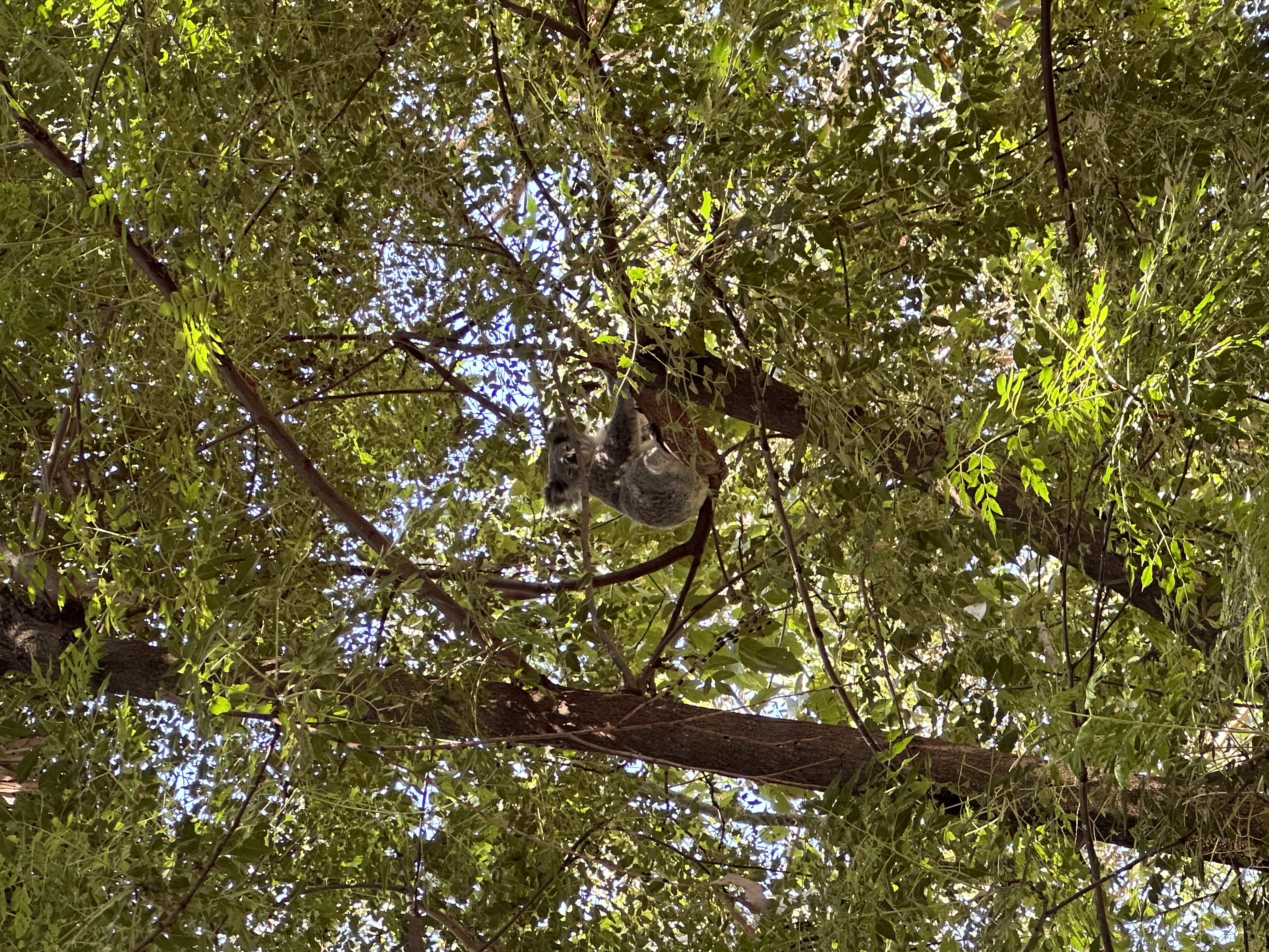 Koala in tree
