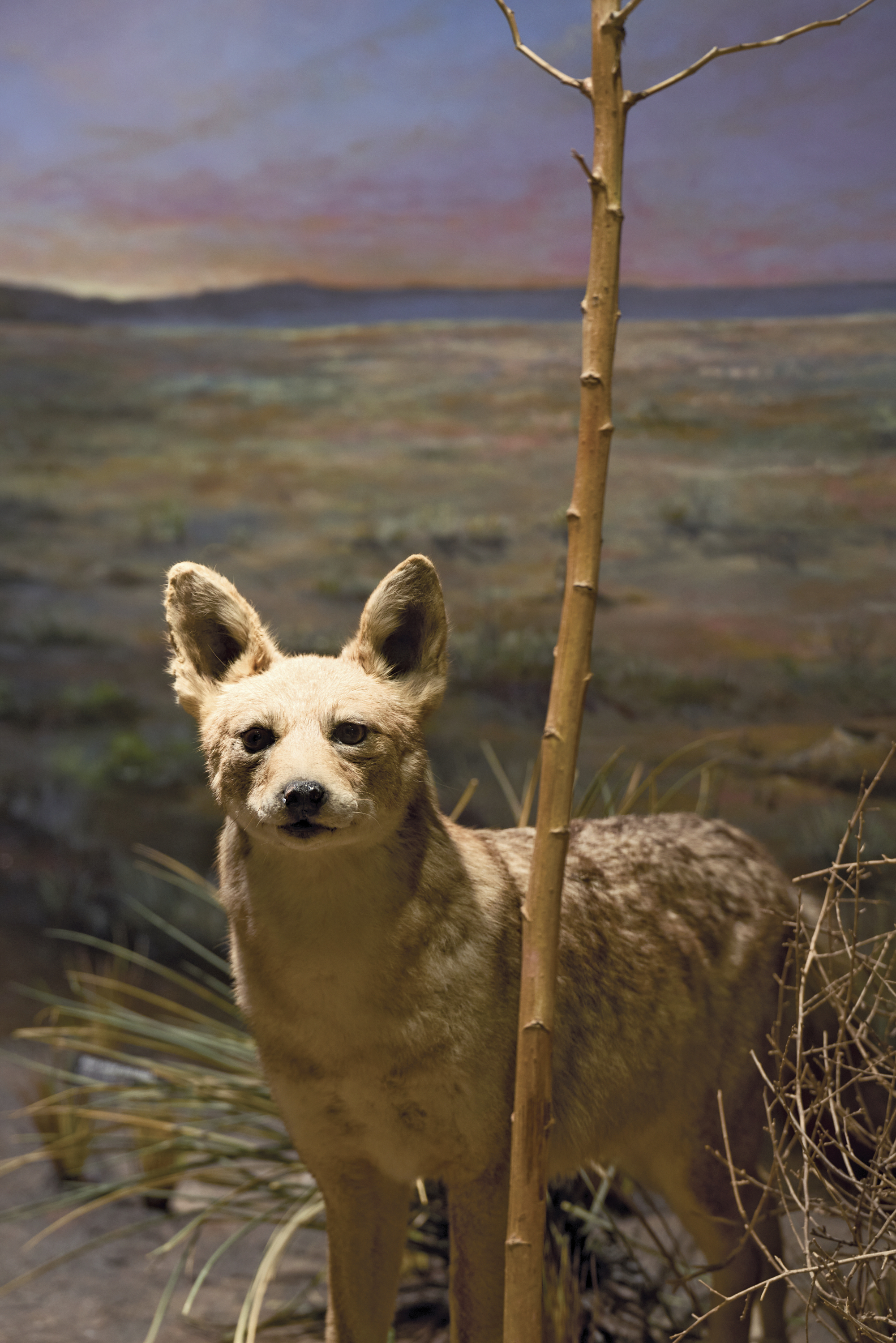 Diorama of native Texas animals.