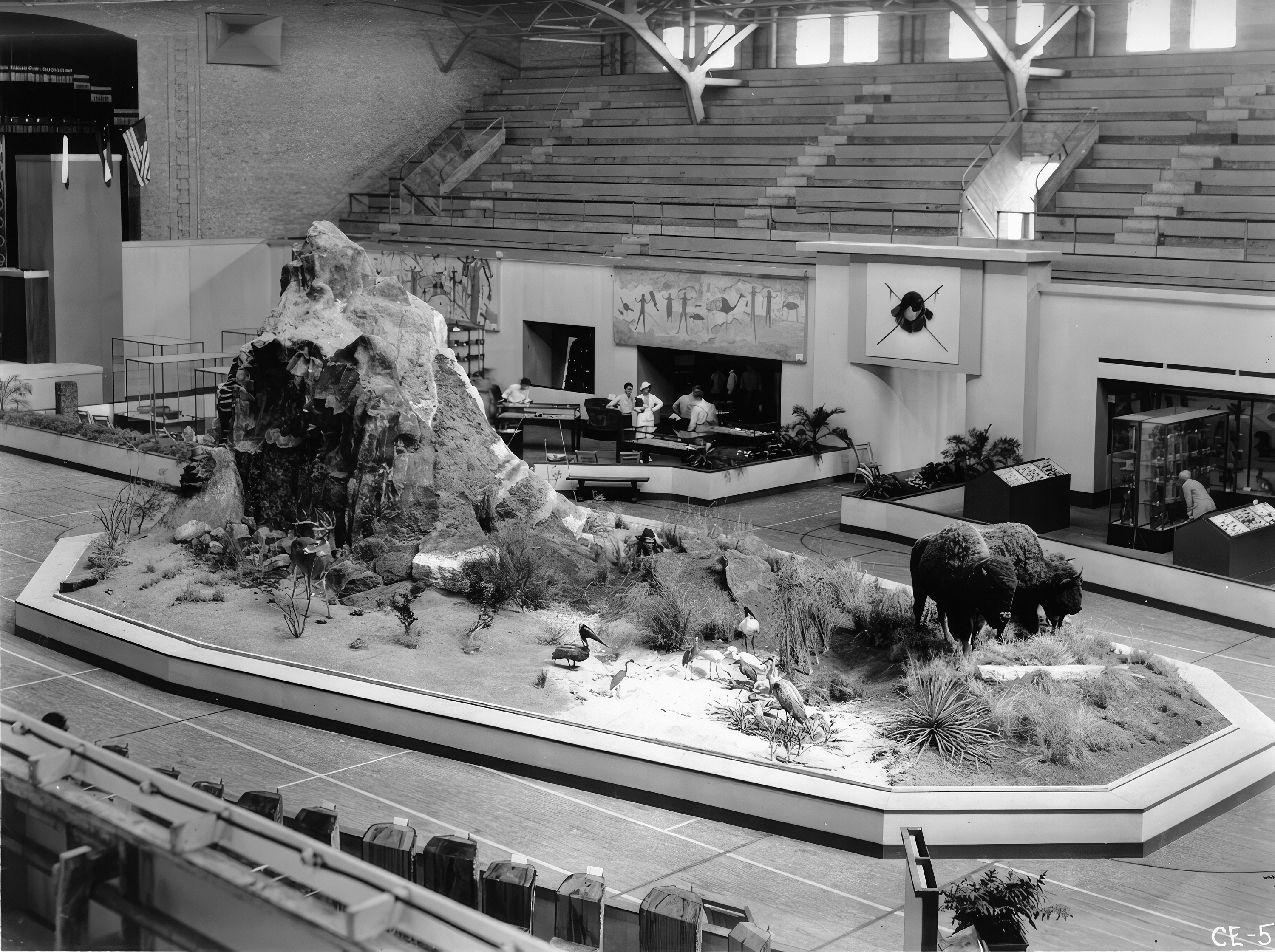 Bison exhibit in Gregory Gym in 1936.