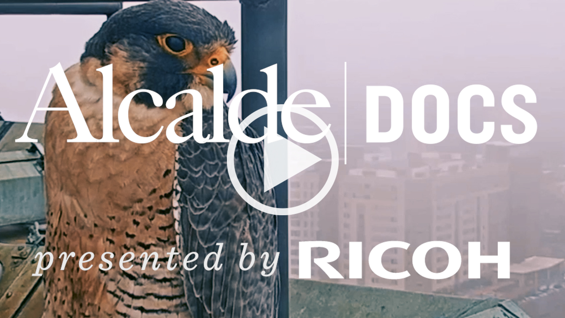 Alcalde Docs_Falcon Cam_Thumb+Play (2)