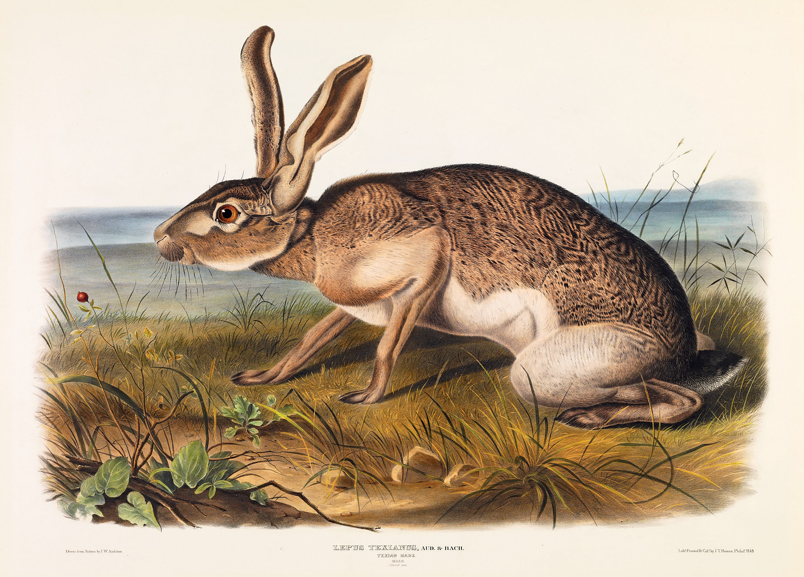 Texas-Lithographs5