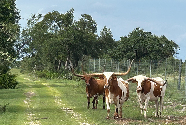 fmlonghorn92924b