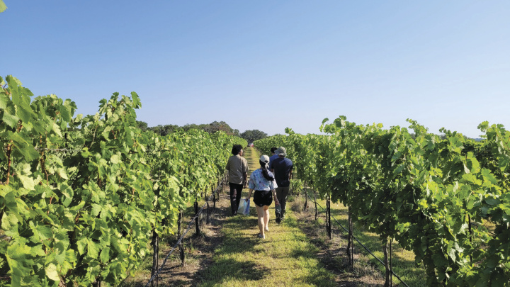 Students walking through the vineyards.