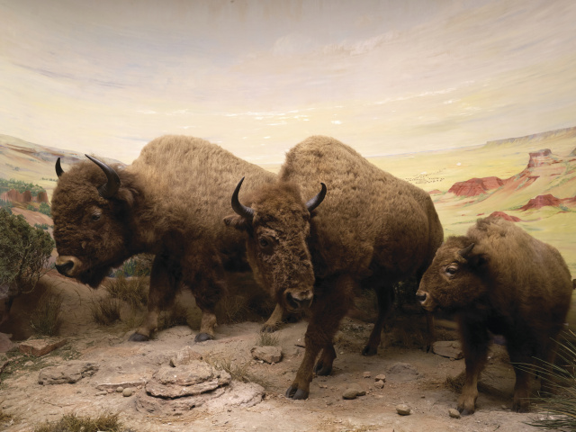 Bison diorama from the 1930's.