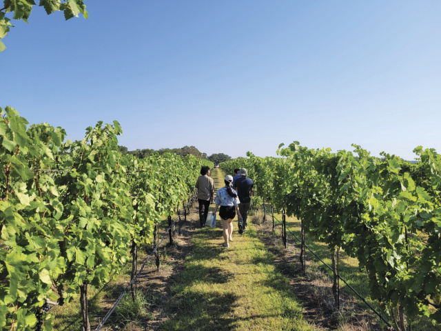 Students walking through the vineyards.