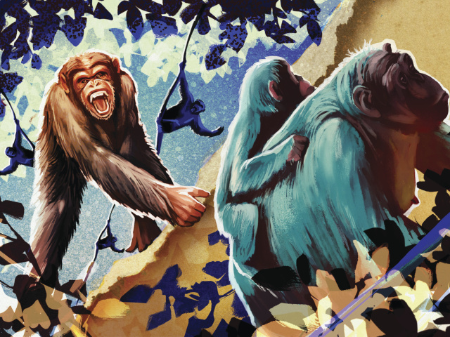chimp illustration 