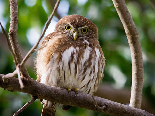 Shaking Up the Bird Family Tree