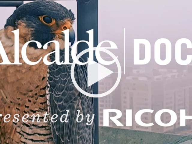 Alcalde Docs_Falcon Cam_Thumb+Play (2)