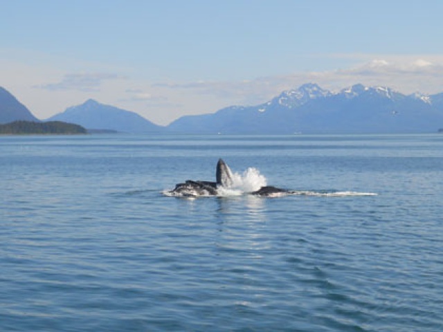 Flying Longhorns Chill Out, Watch Whales "Bubble Net" in Alaska