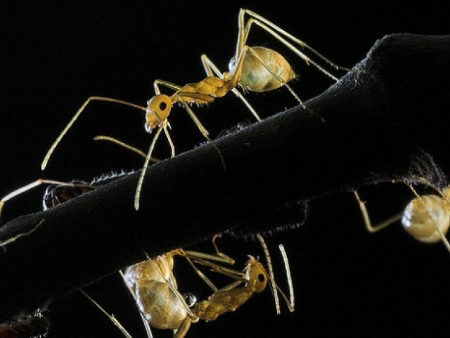 UT Scores $2.7 Million to Study Invasive Species