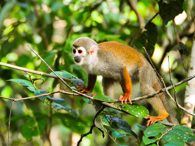 UT Scientists Call Imperiled Ecuadorian Region the Hemisphere's Most Biodiverse