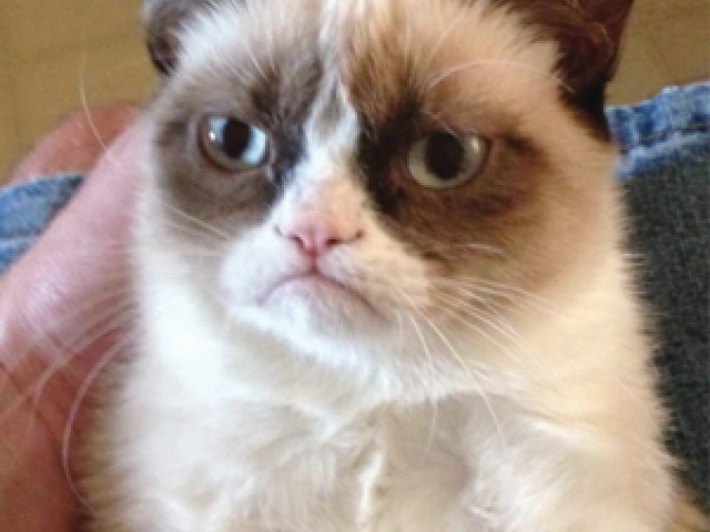 Grumpy Cat