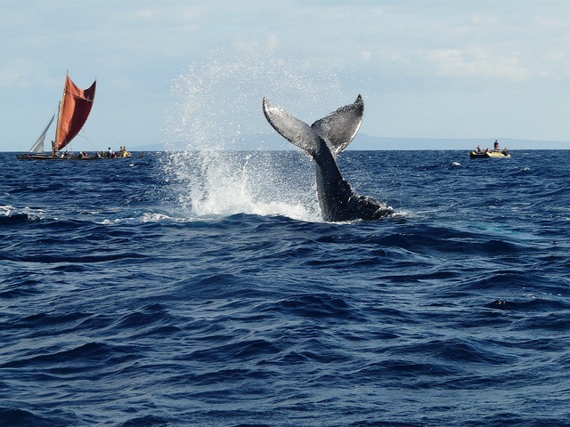 Whales, Turtles, and Manta Rays As Flying Longhorns Hit Hawaii