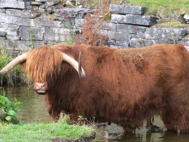 Hook Em longhaired