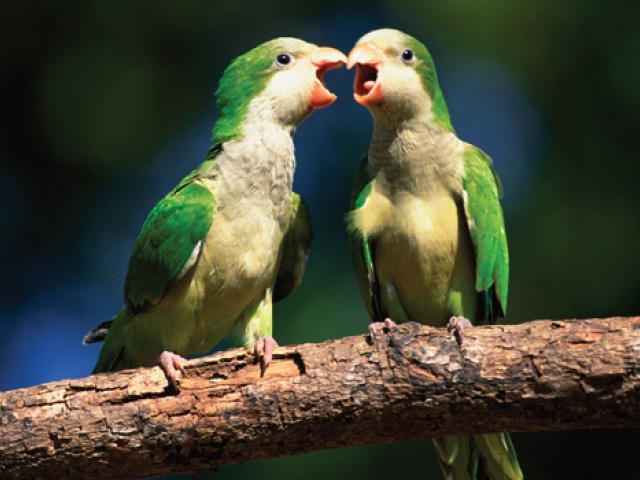 Forty Acres Field Guide: Monk Parakeet