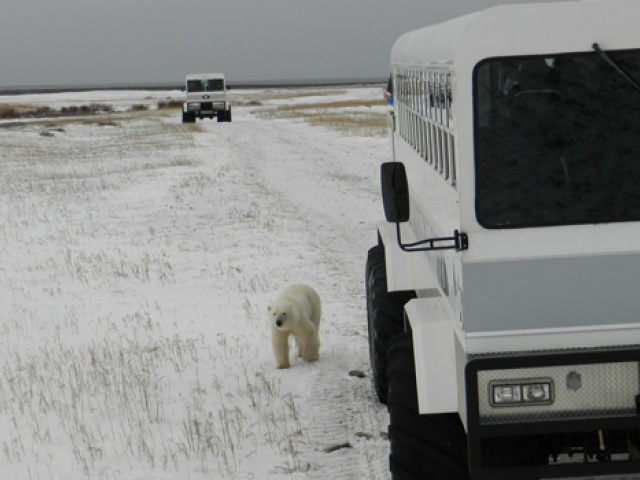 Polar Bear Travel 1