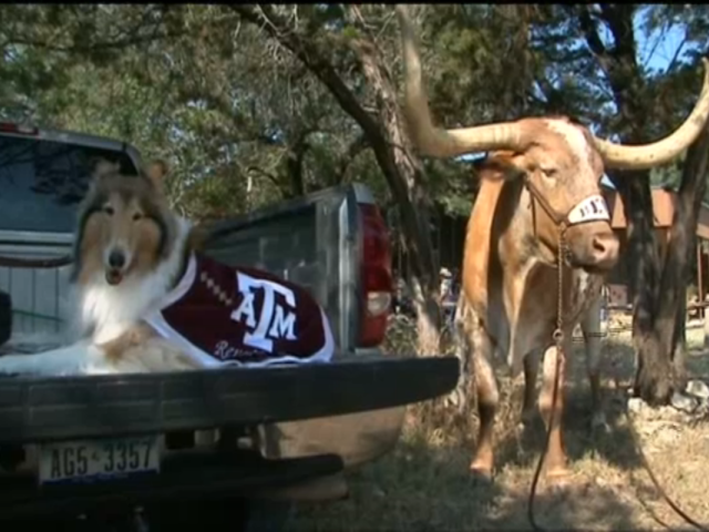 Bevo Hosts Reveille at Home for First Time Ever