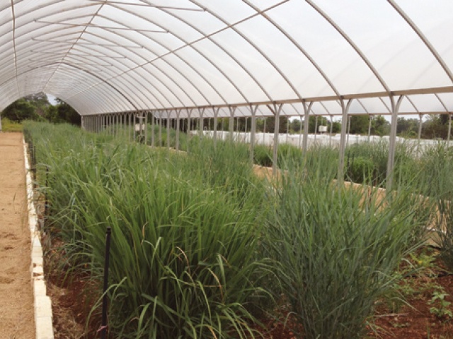 Forty Acres Field Guide: Switchgrass