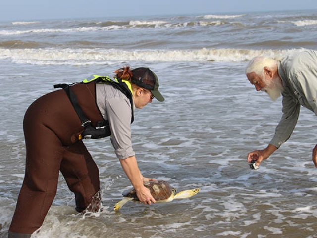 UT Scientists Rescue Sea Turtles From the Cold