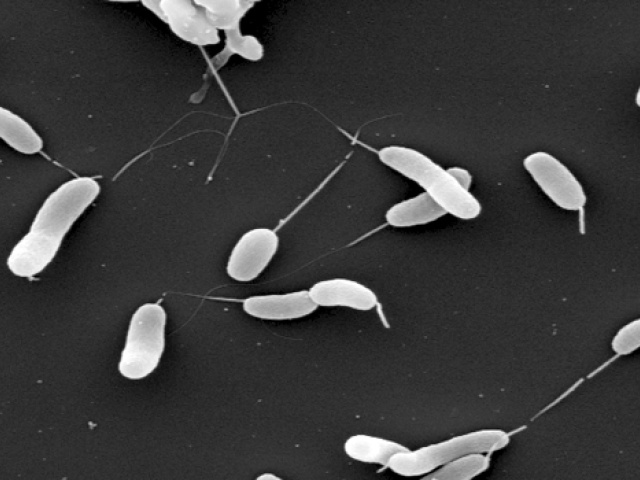 UT Biologist Discovers Source of 50-Year Cholera Pandemic