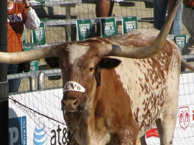 Bevo Photo Contest: And the Winner Is...