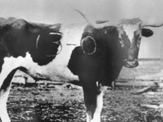 Thanksgiving 1916: The Bevo Tradition is Born