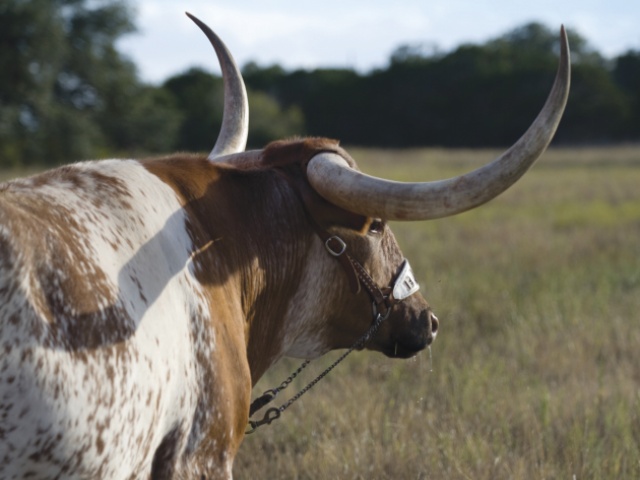 bevo_j8009bs-Web