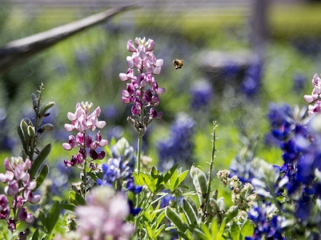 Maroon Bluebonnets Spotted on Campus; Nature Will Destroy Them 