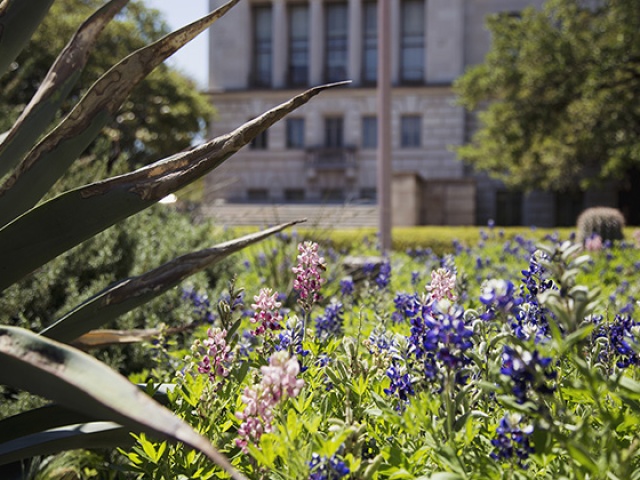 The Saga of the Maroon Bluebonnet Continues