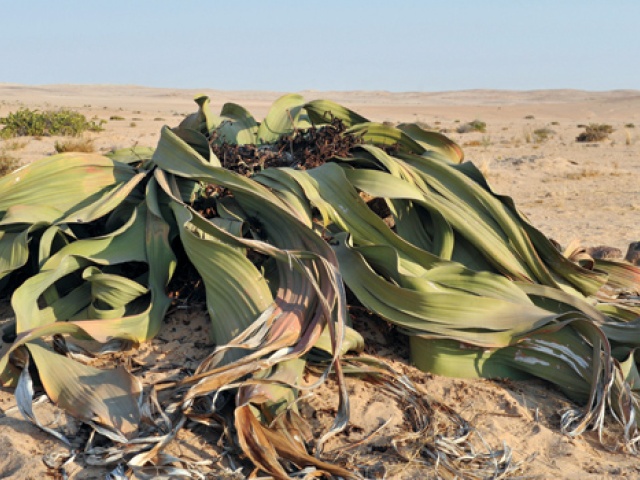 Forty Acres Field Guide: Welwitschia