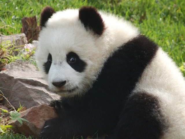 Baby Panda Escapes! [Watch]