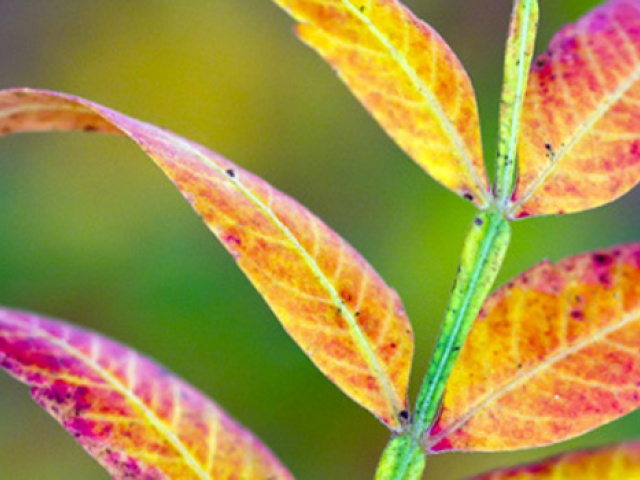 At Wildflower Center Photo Exhibit, a Fresh Take on Fall