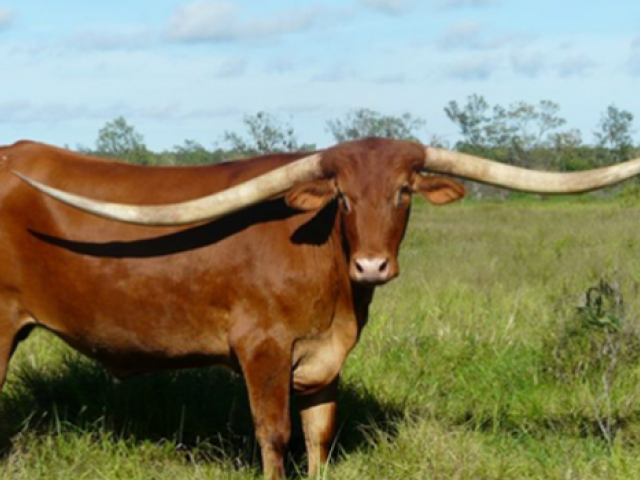 World's Longest Longhorn is an Aussie