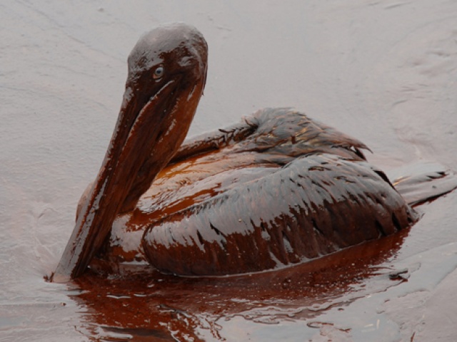 UT Scientists Net $7 Million to Research Oil Spill's Impact