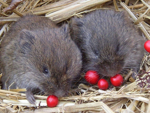 prairie_voles