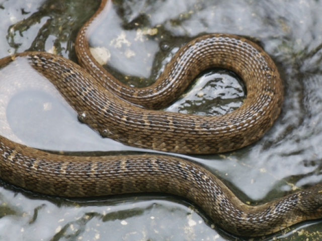 Forty Acres Field Guide: Blotched Watersnake