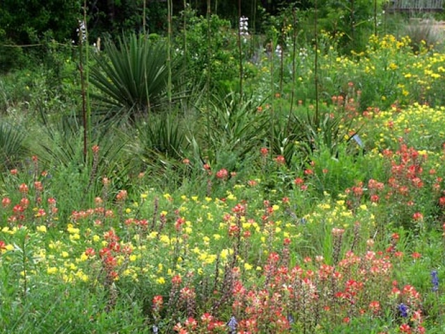 The Wildflower Center Needs Donations To Maintain Views Such As This