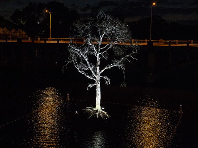 Ghost Tree Installed Above Lady Bird Lake